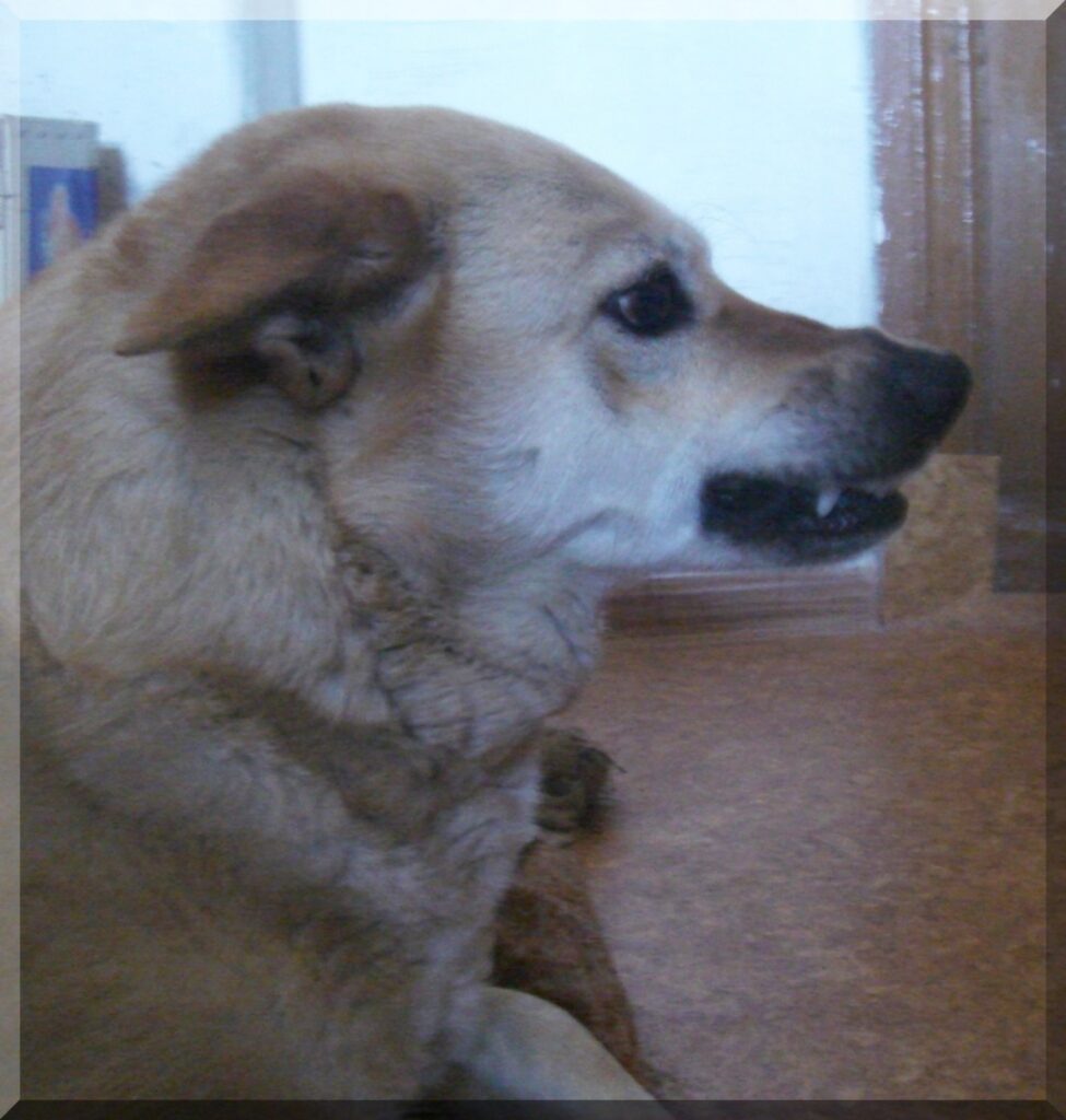 Suns, kurš pret saimnieku ir mīlīgs un uzticams, nebūt tāds nebūs pret nejaušu garāmgājēju, ja dzīvnieks nav pareizi audzināts un paklausīgs.(Fotogrāfijai ir ilustrējoša nozīme)
Autors: Sarmīte Ozola