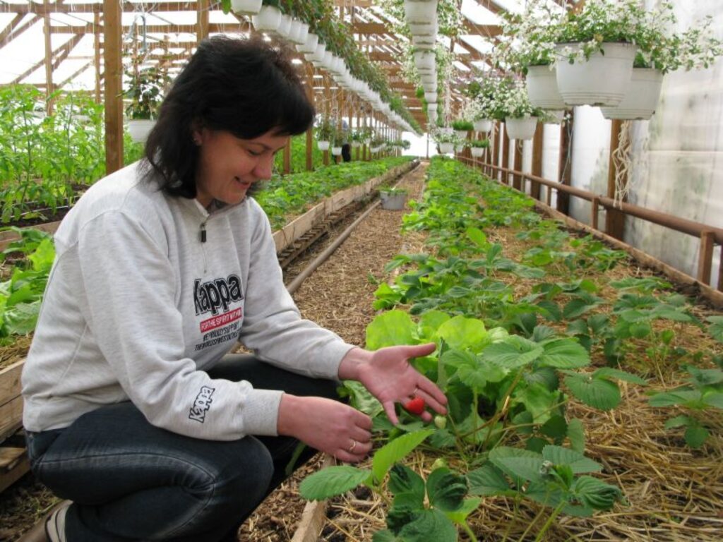 Uzņēmuma “Kamalda” dārzniecības vadītāja Liesma Bērziņa pērn rudenī neticēja, ka pirmās pašu audzētās zemenes būs ēdamas jau aprīlī. 
Autors: Sandra Pētersone