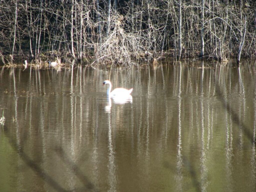 Pāris stundas vēlāk šo gulbi Launkalnes pagastā nošāva pagaidām nenoskaidrots mednieks. Otram putnam izdevās izvairīties no lodes.
Autors: Gints Ruņģis
