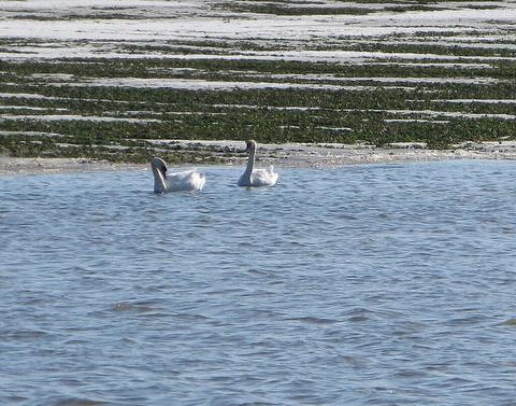 Autors: www.ziemellatvija.lv