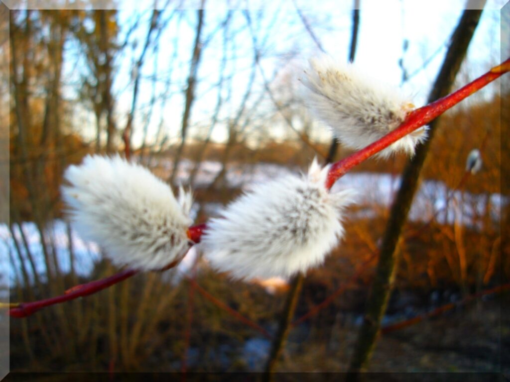 Autors: Sarmīte Ozola