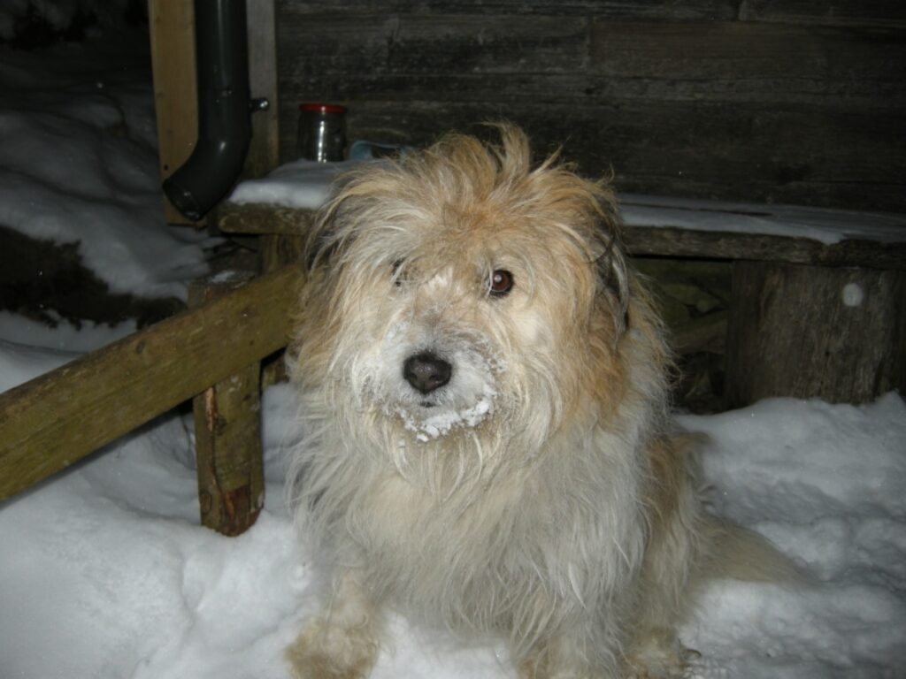 Kriksis
Autors: Inga Karpova