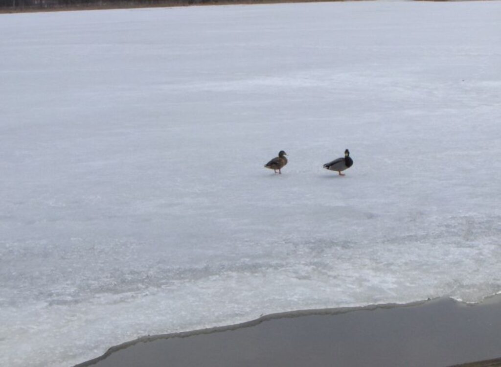 Pārītis...
Autors: Juris Pētersons