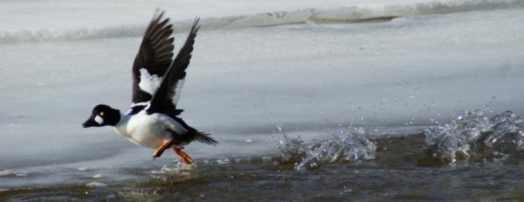 Autors: Maksims Cukānovs
