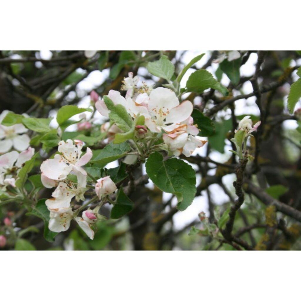 Autors: Aldis Dubļāns