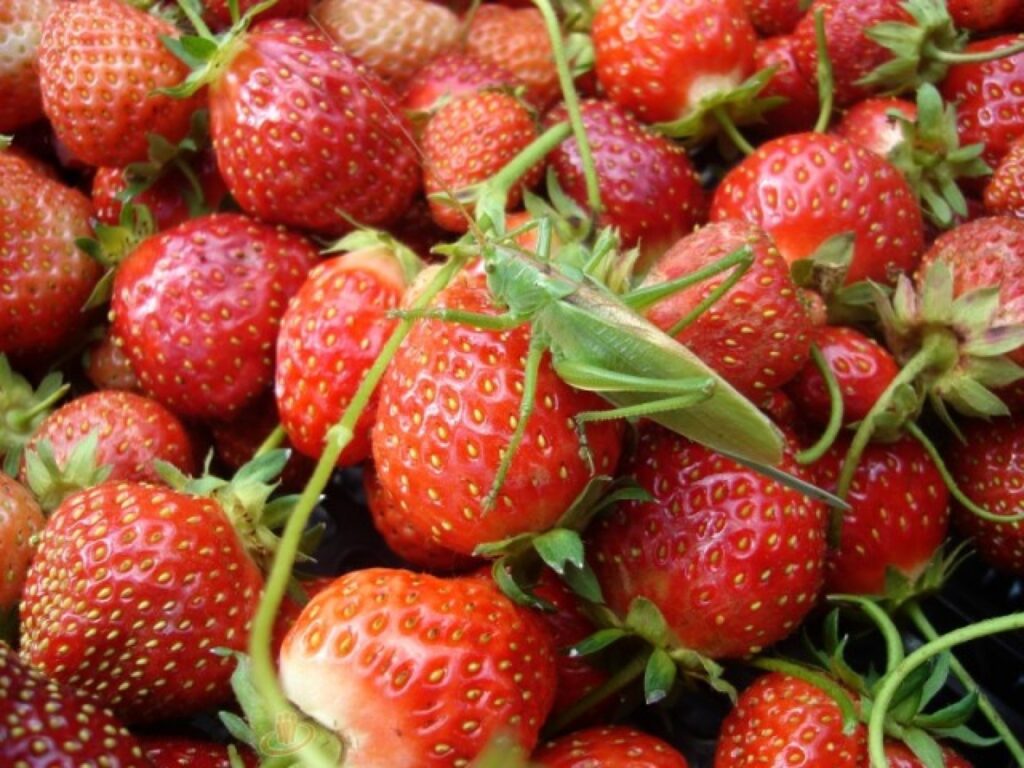 Autors: Sarmīte Ozola