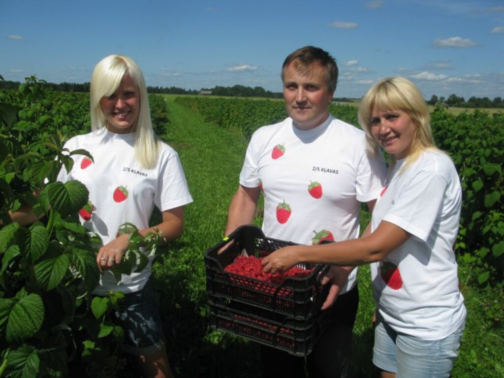 Savā saimniecībā “Kļavas” aveņogas pārdošanai otro nedēļu lasa varinieši Inta un Armands Elstiņi un viņu meitas Ieva (attēlā) un Baiba. Šī saimniecība avenes audzē jau 14 gadus.
Autors: Sandra Pētersone