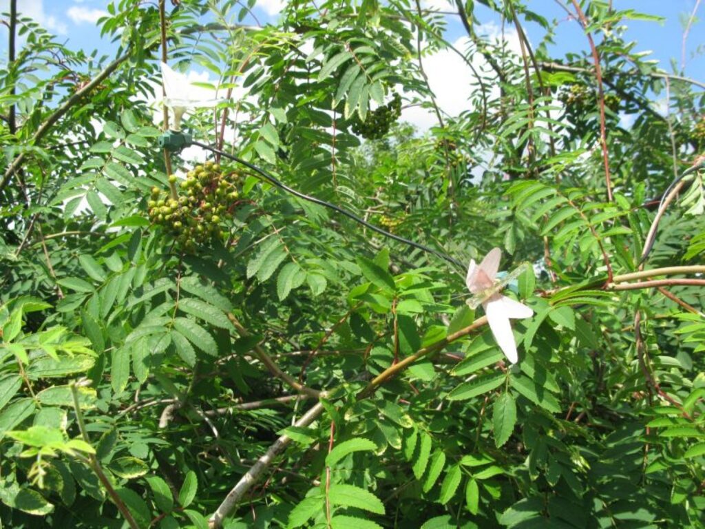 Autors: Sandra Pētersone