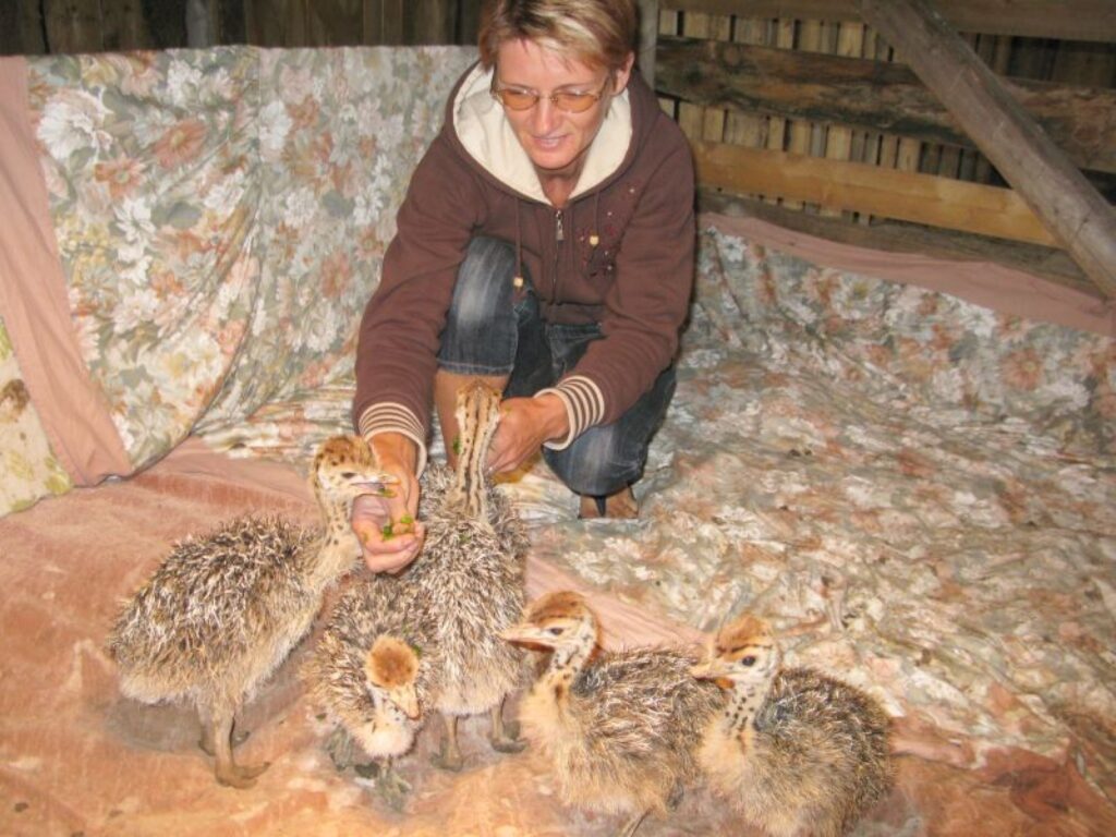  Divas nedēļas vecie strausu cāļi prasa no Launkalnes pagasta “Ezerleju” saimnieces Evitas Jākobsones gandrīz tādas pašas rūpes, kā cilvēkbērni. 
Autors: Sandra Pētersone