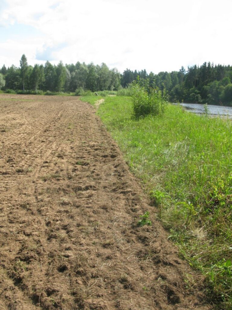 Strenčos Gaujas krastā ir uzarta ar zāli aizaugusi pļava, lai cilvēki varētu atpūsties smiltīs, nevis zālē.
Autors: Sandra Pētersone