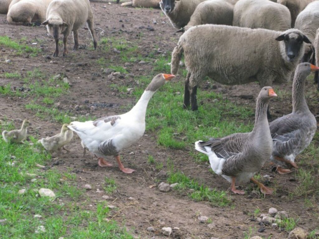  Pīles un zosis ir Andra dzīvesbiedres Andras aprūpē.  Pēc profesijas būdama interjera dizainere, viņa putnus kopj ar patiku.
Autors: Sandra Pētersone