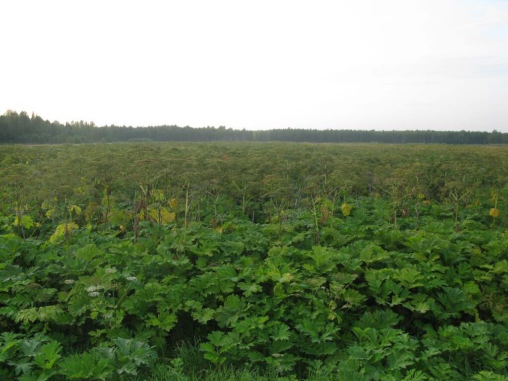 Autors: Sandra Pētersone