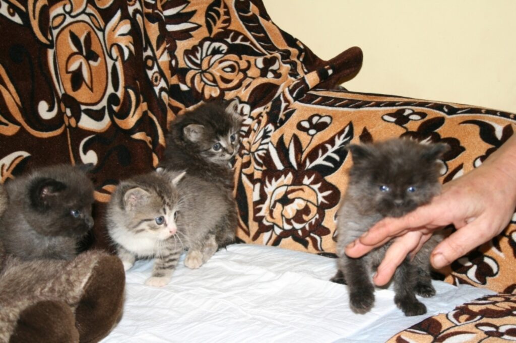 Autors: Inga Karpova