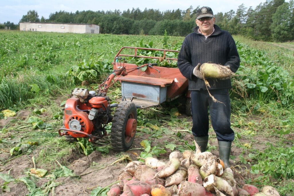 Visvaldis Rumbenieks ir priecīgs par šārudens sakņu ražu. 
Autors: Aivars Zilbers
