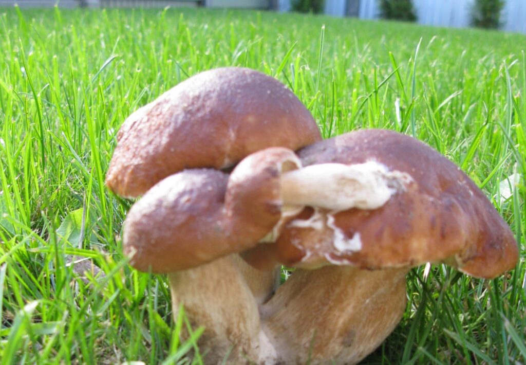 Tik interesantas baravikas mežā atrada smiltenietis Zandis Dišlers. 
Autors: Sandra Pētersone