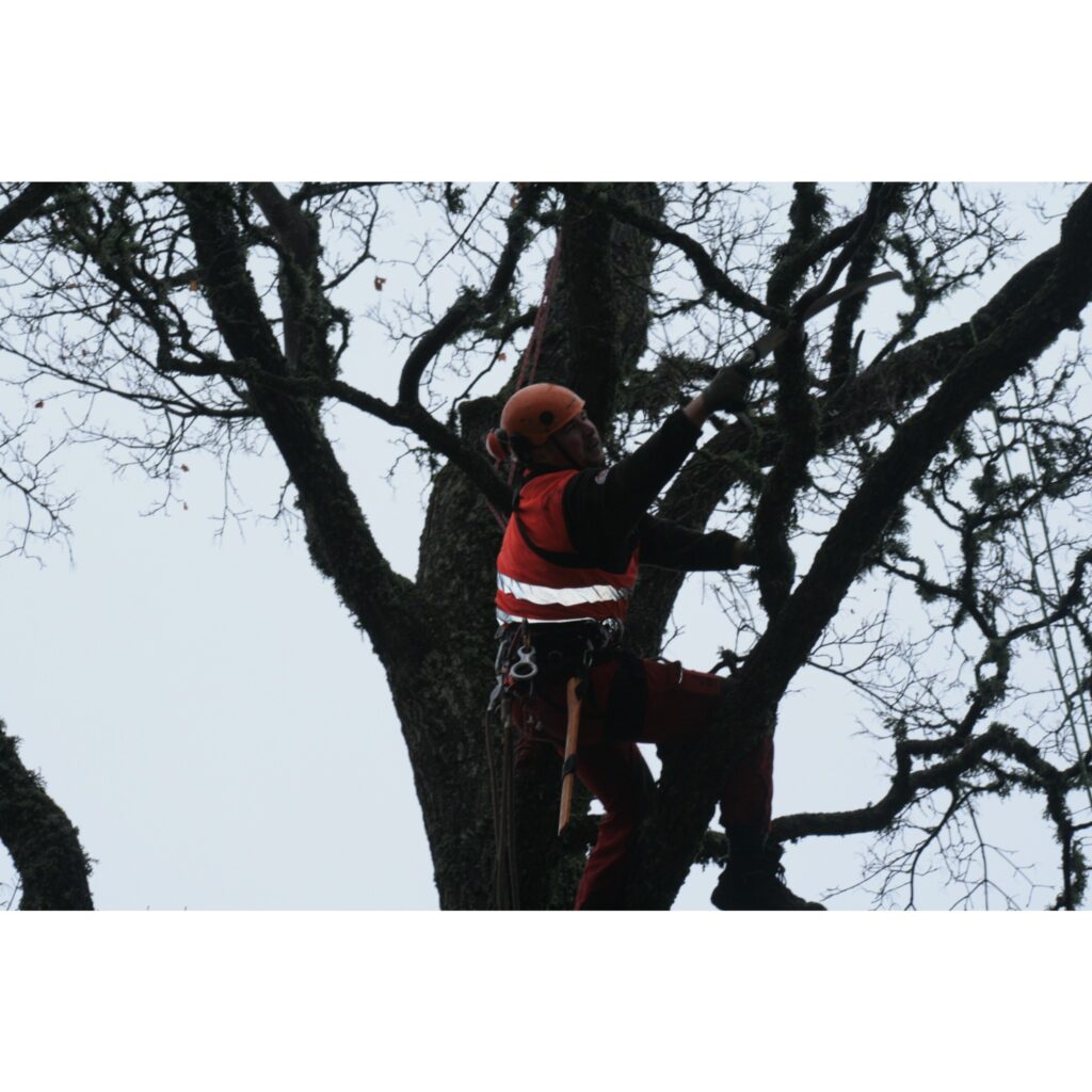 10. novembrī DnB NORD Vides glābšanas komanda Valkas rajona Trikātas pagastā sakopa un nostiprināja Baltijā lielāko - Rūtiņu kļavu. Kļavai draudēja nolūšana, jo koka divgalotņu stumbrs sašķēlies divās daļās un viena no tām ir bīstami...
Autors: Aldis Dubļāns