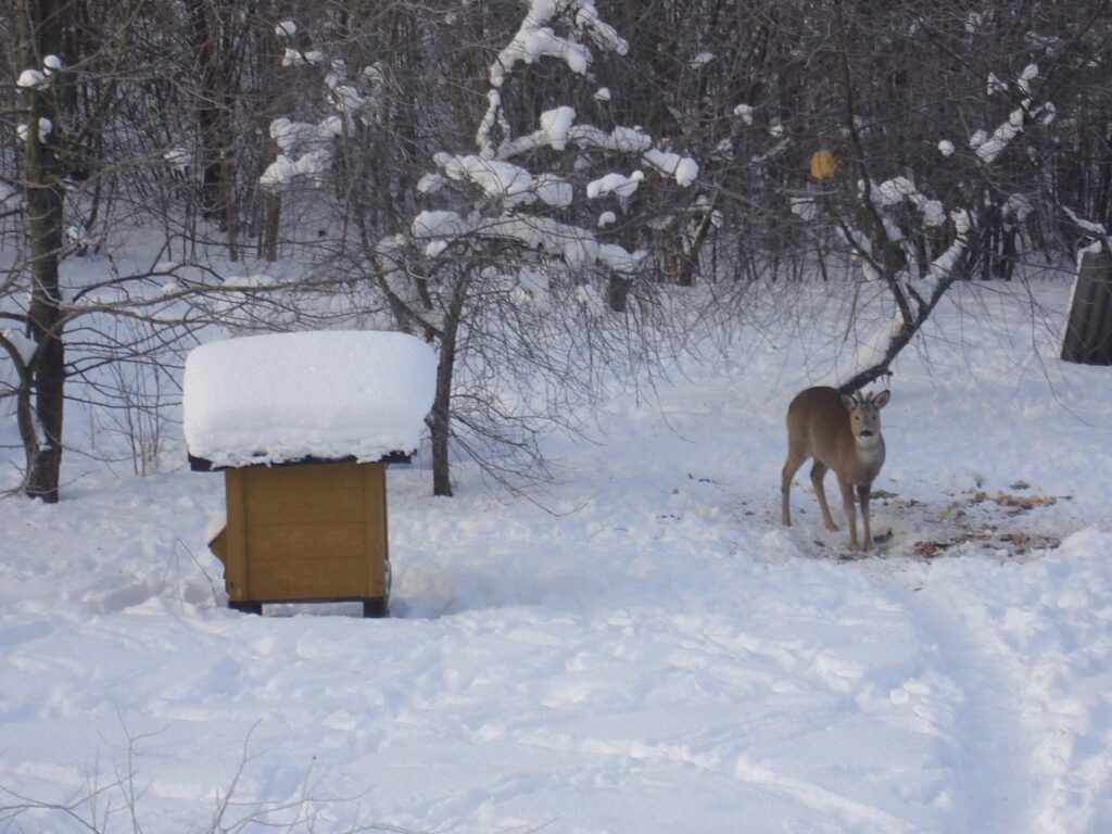 Autors: Sarmīte Ozola