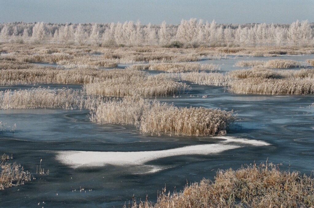 Mitrāji ir purvi, atklātas ūdens platības, mitri zālāji un niedrāji. Latvijā pašreiz ir sešas starptautiski nozīmīgas mitrāju teritorijas. Uz to vēl pretendē Sedas purvs (attēlā).
Autors: Jānis Ence