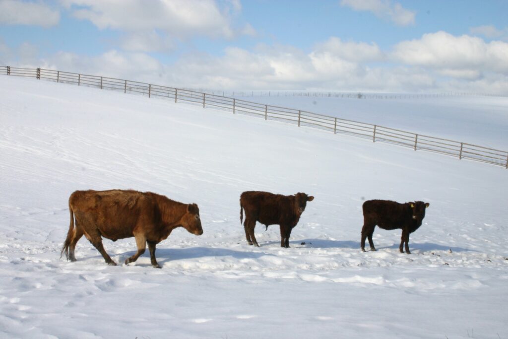 Autors: Aldis Dubļāns
