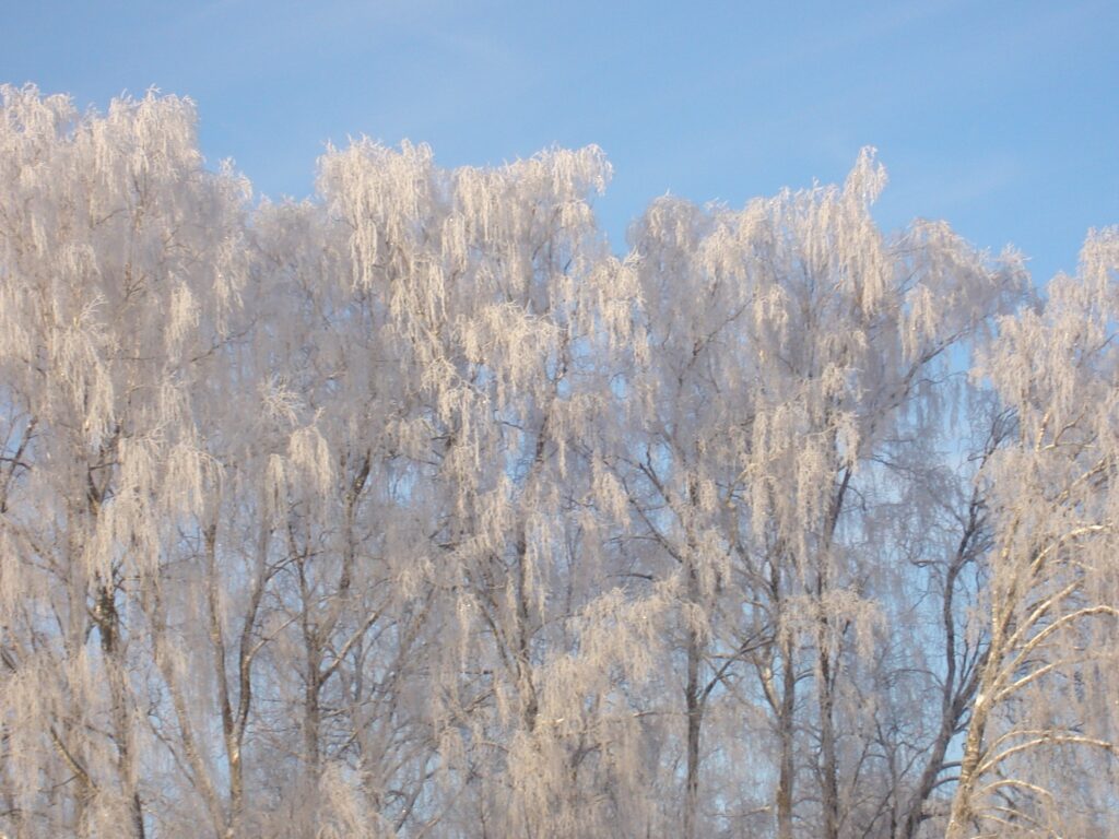 Autors: Sarmīte Ozola