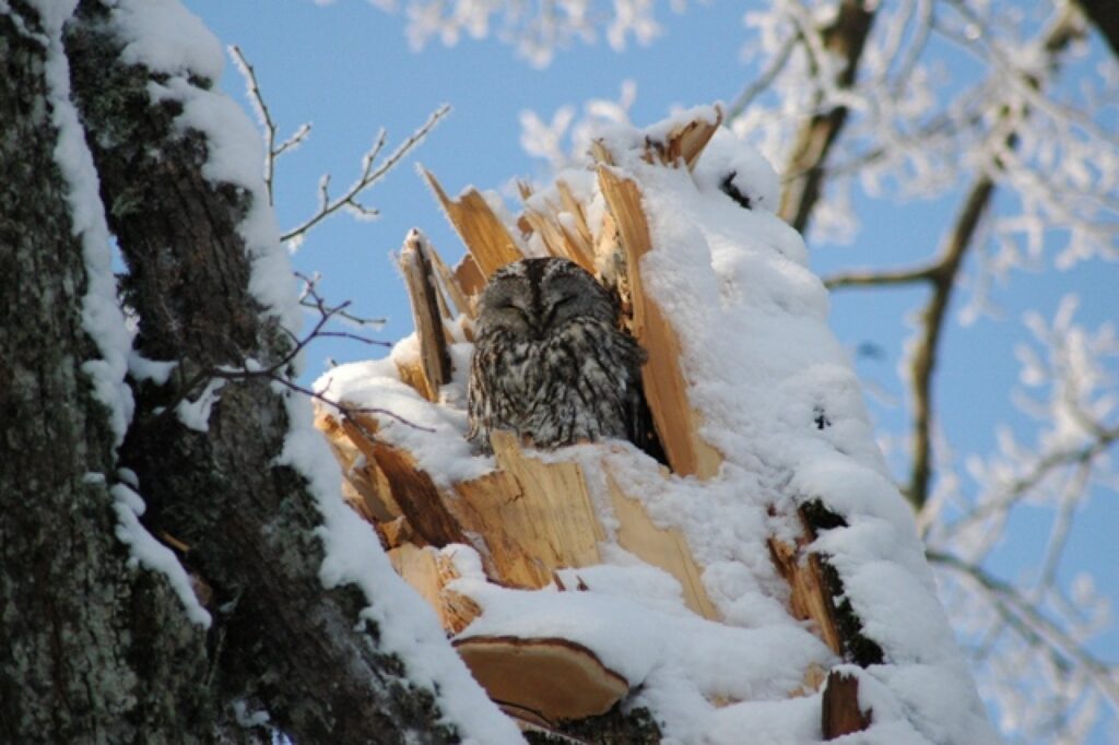 Autors: Andris Avotiņš