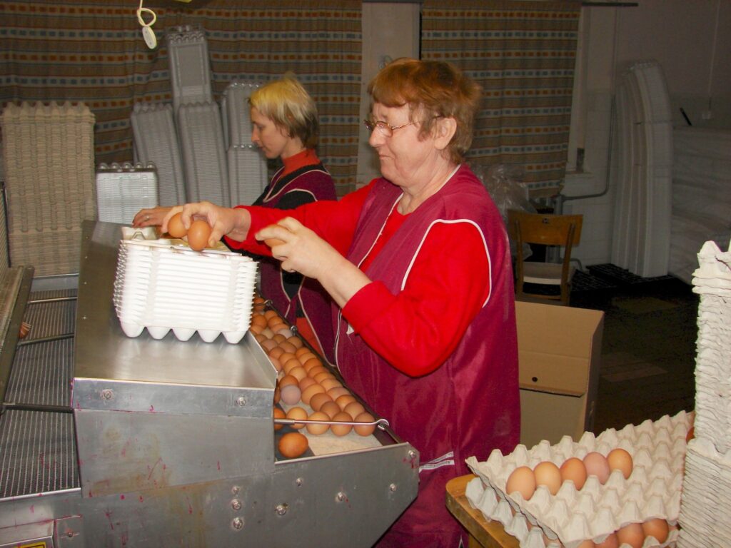 Pirms Lieldienām uzņēmumā “Palsa” ražotās vistu olas izķer, svaigi dētas. Strādniecēm Daigai Beitikai  (no kreisās) un Ilgai Balodei pie šķirošanas līnijas nav laika pat galvu pacelt.
Autors: Sandra Pētersone