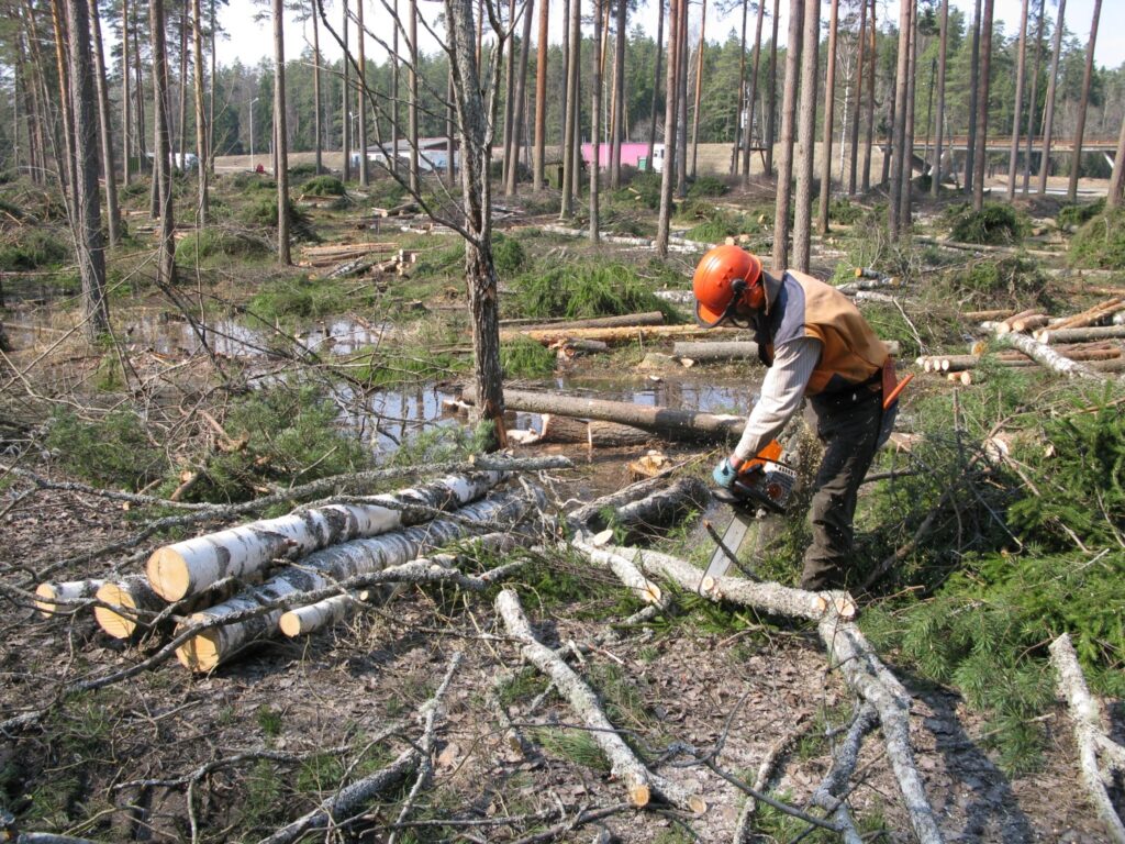 “Būs skaistāks skats, tikai cilvēki tāpat metīs atkritumus,” par izlases cirti pie Vidzemes šosejas apļveida krustojuma spriež tuvējās degvielas uzpildes stacijas darbinieces. 
Autors: Sandra Pētersone