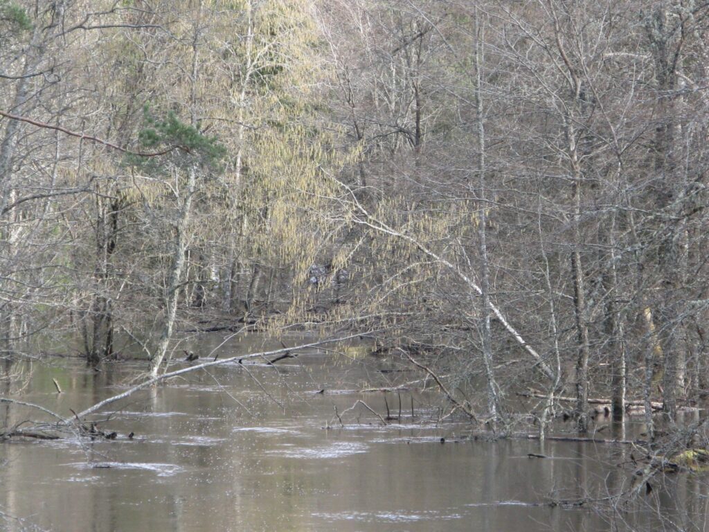 Autors: Sarmīte Ozola