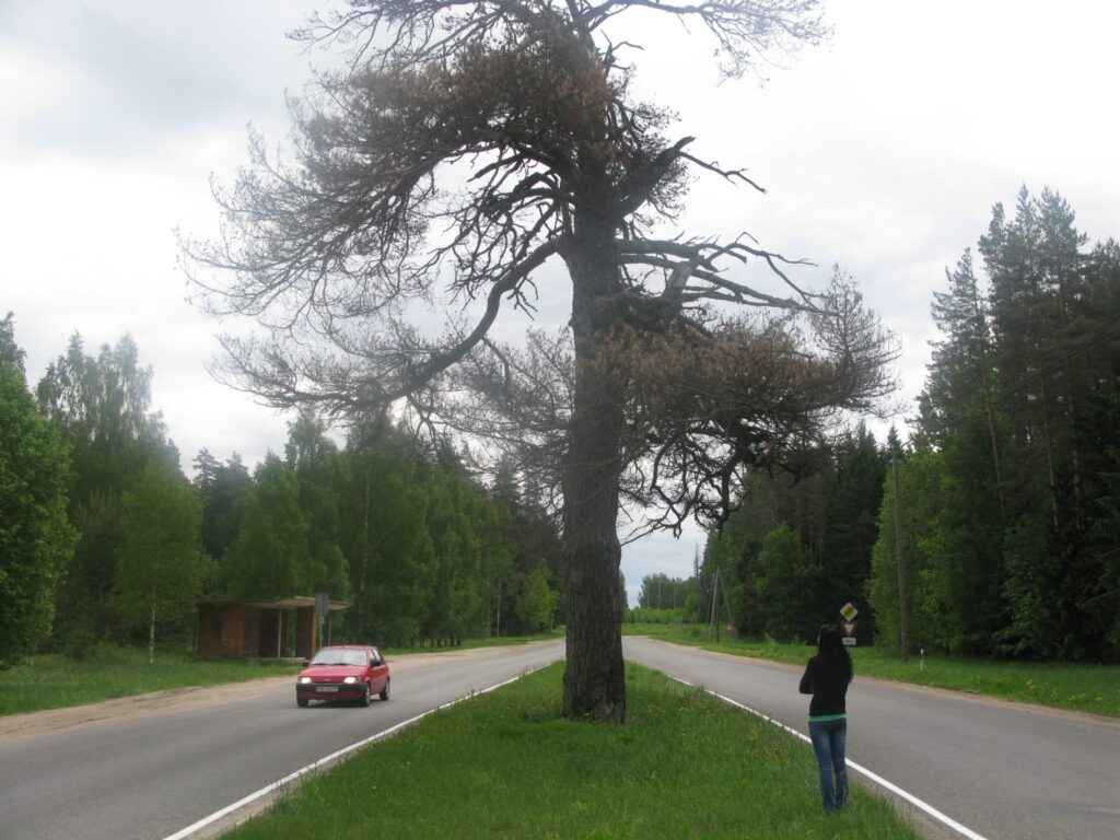 Savu ierosinājumu, ko darīt ar nokaltušo priedi Launkalnes pagastā, ikviens var izteikt forumā.
Autors: Sandra Pētersone