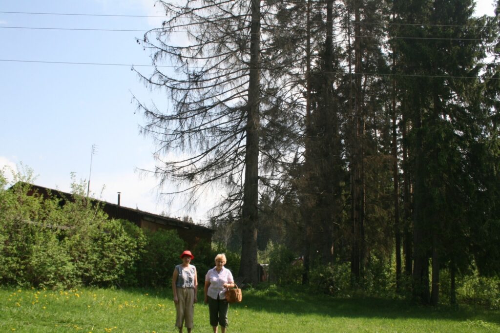 Mazdārziņu īpašnieces Zina Maļceva (no kreisās) un Grieta Baķe atzīst, ka, iespējams, velti kopjot dārzu, jo visu laiku esot nokaltušu egļu apdraudētas. 
Autors: Aivars Zilbers