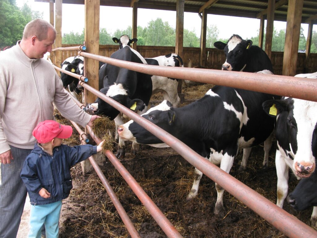 Zemnieku saimniecībā “Kalējiņi 1” govis un teļi mitinās vaļējās novietnēs gan vasarā, gan ziemā un ganībās netiek laisti.
Autors: Sandra Pētersone