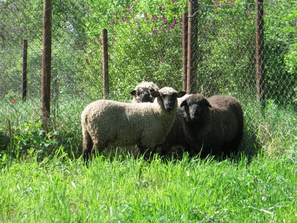 Autors: Kolliju portāls