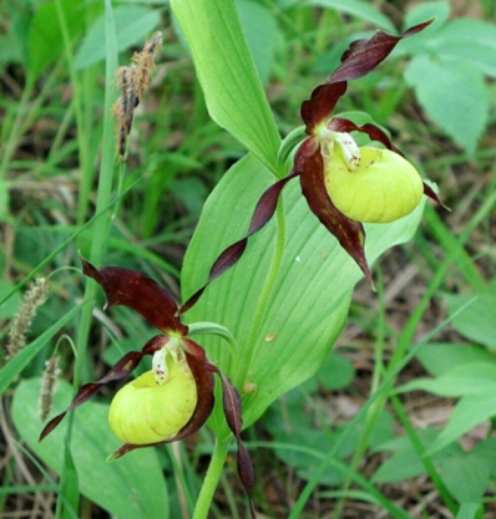  Baltijas dzegužpirkstīte
Autors: Dabas aizsardzības pārvaldes arhīvs