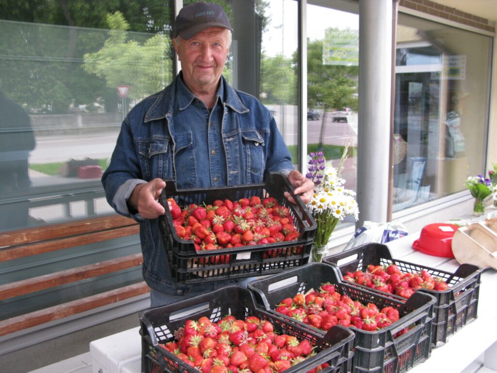 Zemeņu lielaudzētājs no Smiltenes pagasta  Māris Ķikuts pirmās ogas uz tirdziņu atveda  sestdien. Tādas sārtvaidzes nogatavojušās uz klaja lauka, bez agroplēves.
Autors: Sandra Pētersone