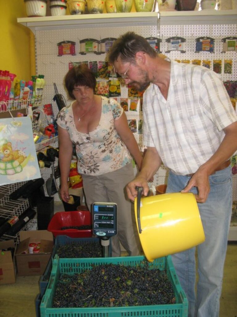 Smiltenieši Amanda un Agris novērojuši, ka šogad ogas nodot nes mazāk. 
Autors: Baiba Šķērīte