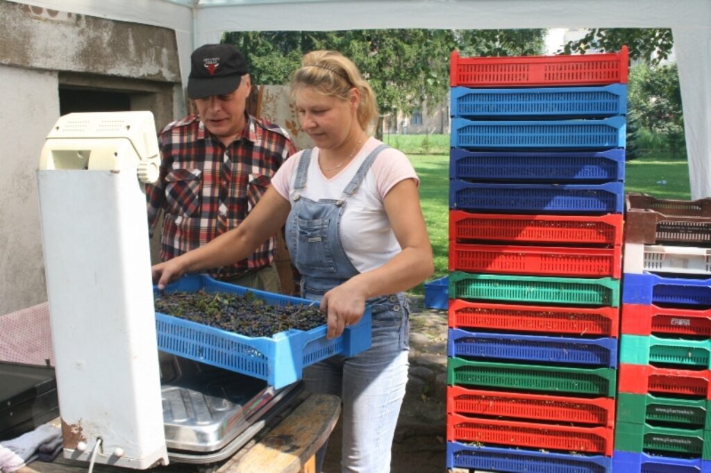 Ogu uzpircējs Viktors Bizanskis (no kreisās) stāsta, ka pagaidām mežā var atrast tikai mellenes. Gailenes un citas sēnes būšot pēc lietus.
Autors: Aivars Zilbers