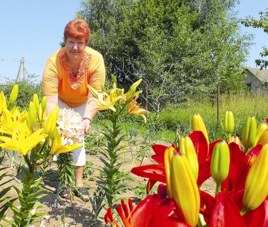 Valcēniete Edīte Brīdaka savu sirdi pašlaik ir atdevusi lilijām un savu kolekciju gatavojas papildināt. 
Autors: Aldis Dubļāns