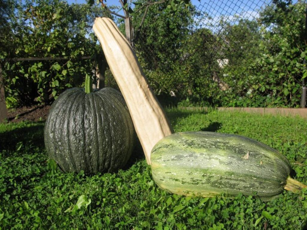 Šogad kādā dārzā Smiltenē, vācot ķirbjus un kabačus, pamanīts kas neparasts (pirmais no labās). Dārzenis pēc formas līdzinās kabacim, bet pēc krāsas – ķirbim.
Autors: Santa Sinka