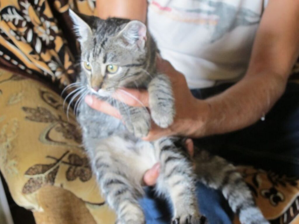 Pusaugu kaķēns, izglābts no bada nāves, dāvās savu uzticību un mīlestību jauniem saimniekiem. 
Autors: Inga Karpova