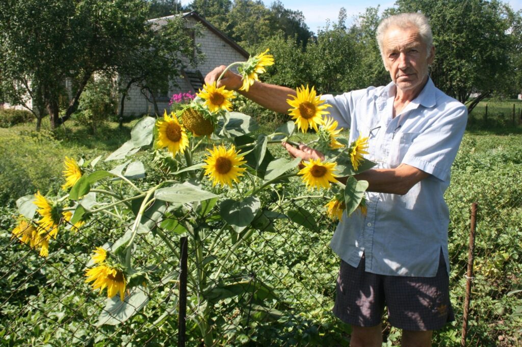 Jānis Ogsts saulespuķes audzē daudzus gadus, bet puķi ar tik daudziem ziediem viņš redz pirmo gadu. 
Autors: Aivars Zilbers