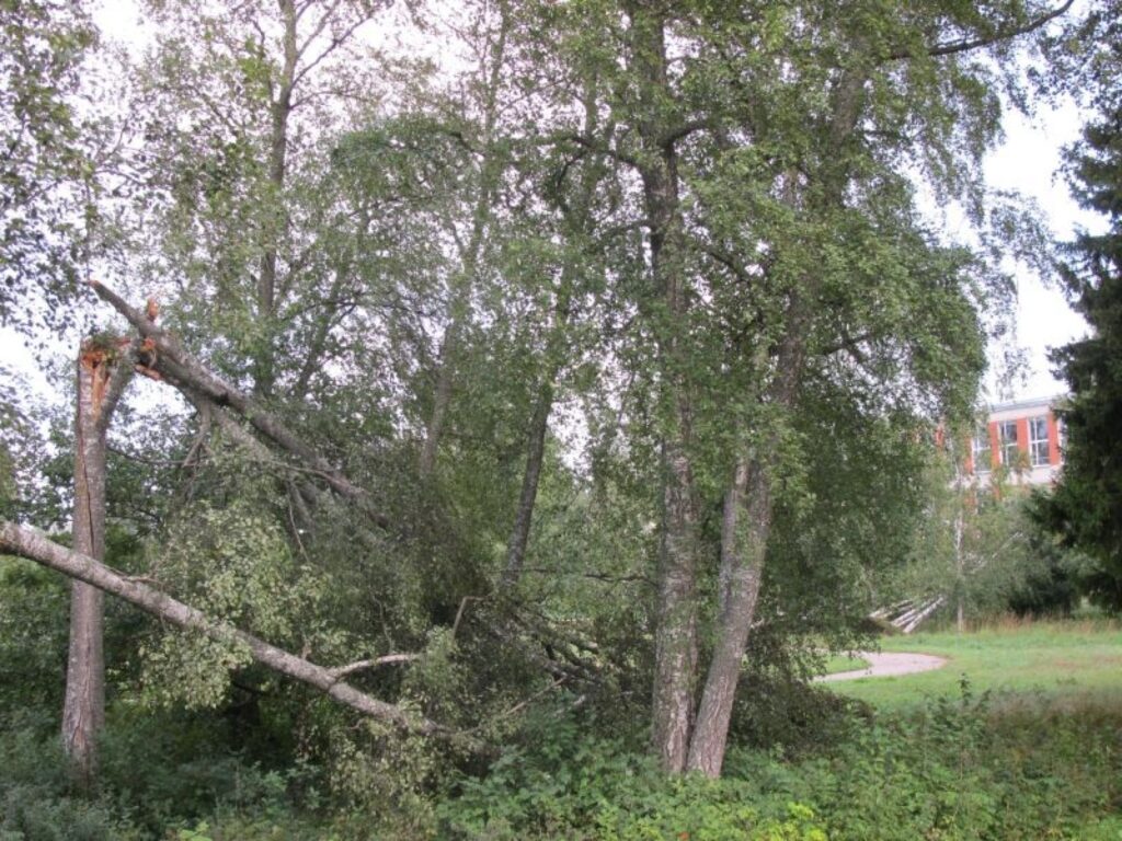 Valkā viesulis savirpinājis un nolauzis bērzus
Autors: Inga Karpova