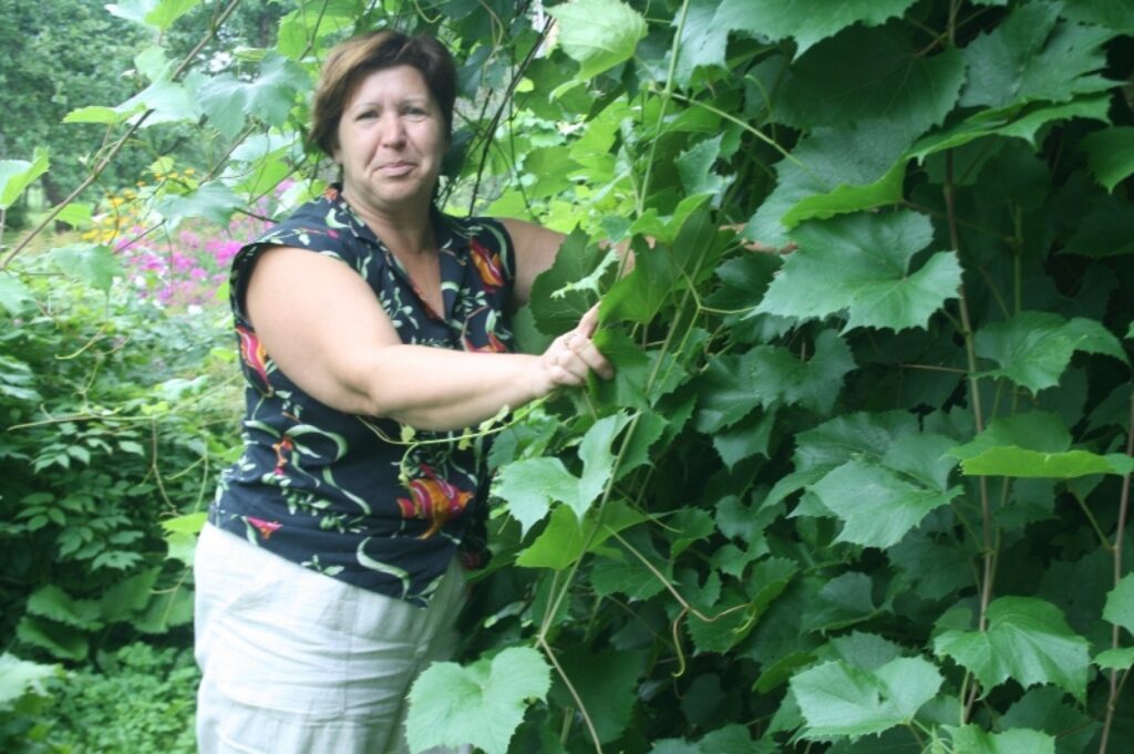 Valda Empele lepojas ar kuplo vīnogulāju pie sava dzīvokļa logiem. Ik gadu tas saimnieci iepriecina ar garšīgām vīnogām. 
Autors: Aivars Zilbers