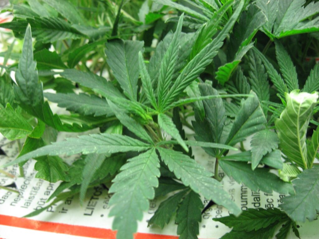 Autors: No Vidzemes reģionālās policijas pārvaldes arhīva