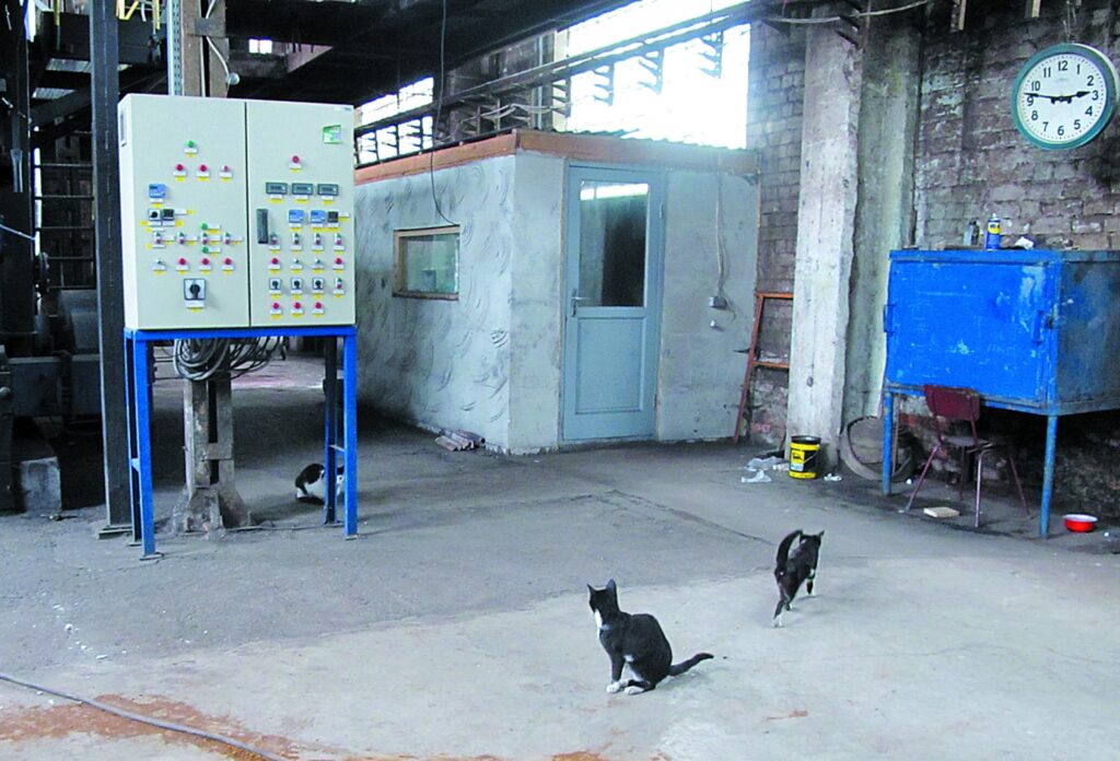 Katrai katlumājai savs kaķis. Sedā siltumu gaida vismaz trīs. 
Autors: Aldis Dubļāns