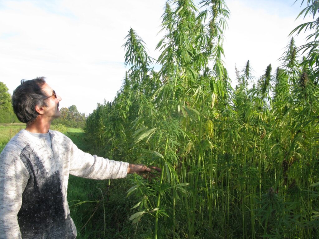 Zemkopim Verneram Pudānam ir sapnis tikt pie džinsiem, kuru auduma ražošanā izmantos viņa laukā augošo kaņepju šķiedras. 
Autors: Sandra Pētersone