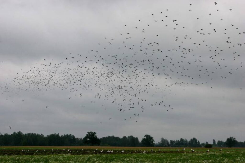 Autors: āttēla vietne - medniekiem.lv