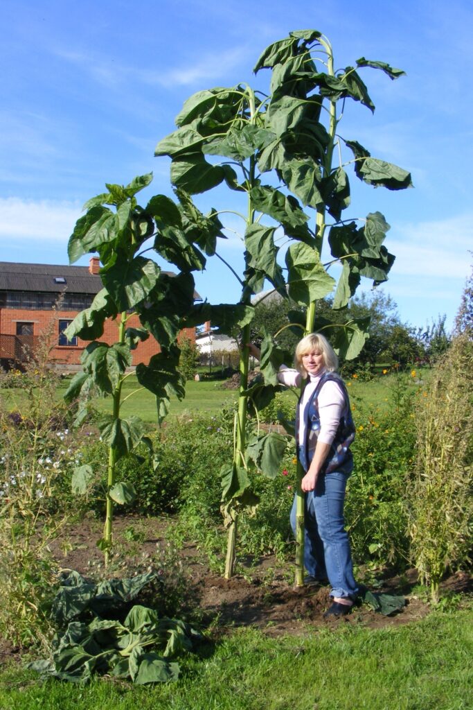 Ja nebūtu iejaucies vējš, četrmetrīgā saulespuķe Smiltenes pagasta “Ārēs” vēl būtu stiepusies garumā. 
Autors: No personīgā arhīva