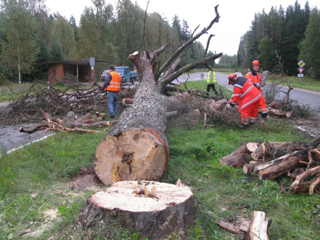 Priedei pie Vidzemes šosejas krustojuma  pēdējā mūža diena pienāca aizvadītajā piektdienā. Pēc iedzīvotāju ierosinājuma un “Latvijas valsts ceļu” uzdevumā koku nozāģēja Smiltenes ceļu rajona strādnieki.
Autors: Sandra Pētersone