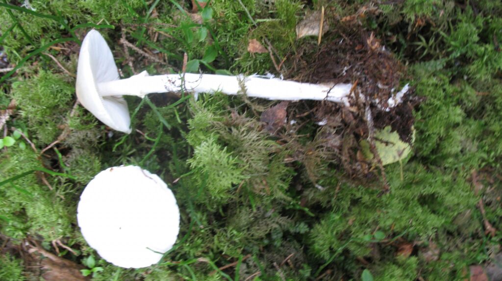 Autors: Edgars Vimba