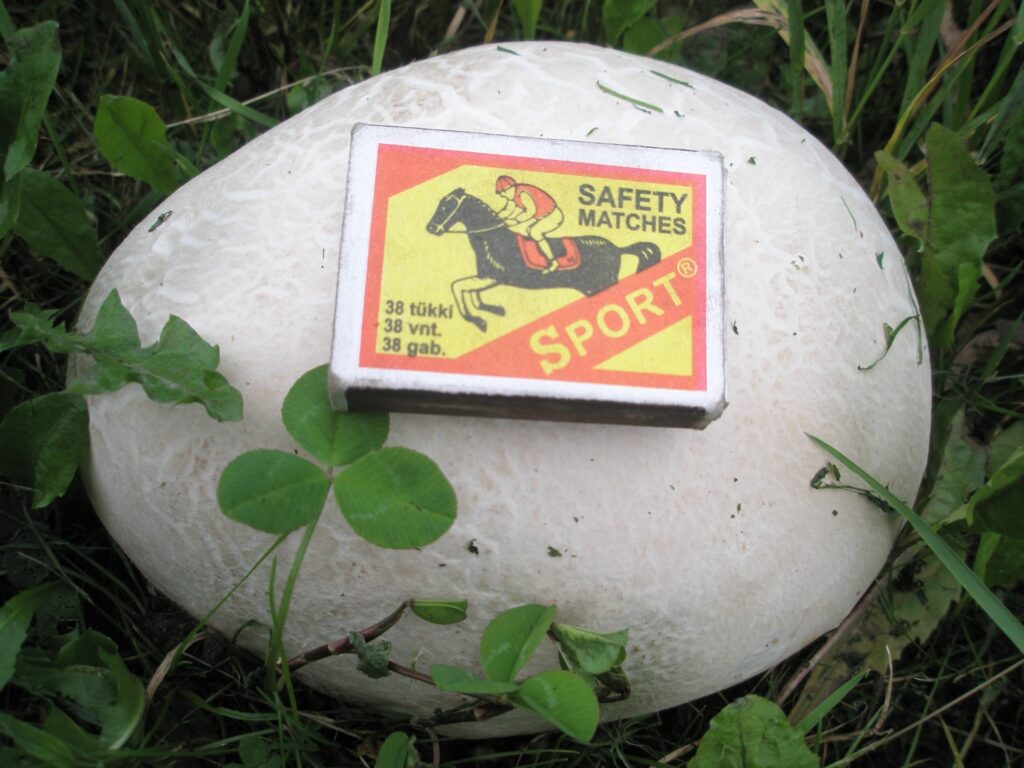 Šovasar sēņu netrūkst. Smiltenes pagastā pie “Purvmaļu” mājām uziets liels pūpēdis, ko atradēji atstājuši augam. 
Autors: No personīgā arhīva